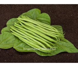 Haricot nain - Cupidon - BIO