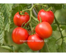 Tomate - Dorenia - BIODYNAMIQUE