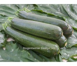 Courgette - Serafina - BIODYNAMIQUE