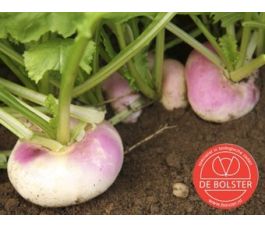 Raap, Milanese witte roodkop *