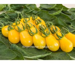 Tomate cerise jaune - Yellow Submarine - BIODYNAMIQUE
