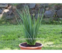 Cébettes (oignons en botte) - Winterheckenzwiebel - BIODYNAMIQUE