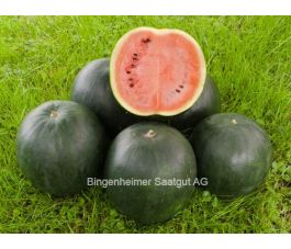 Pastèque - Sugar Baby - BIODYNAMIQUE