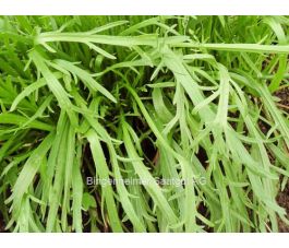 Plantain corne de cerf - BIODYNAMIQUE