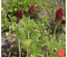 Trèfle incarnat 75g - BIO