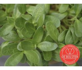 Fénugrec - graines à germer 25g - BIO