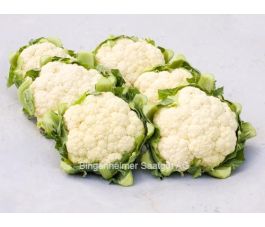 Chou-fleur - Tabiro - BIO