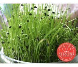 Ciboule de Chine - graines à germer 20g - BIO