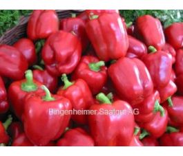 Poivron - Yolo Wonder - BIODYNAMIQUE