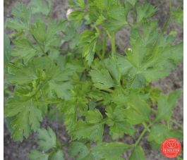 Persil - commun à couper - BIO
