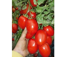 Tomate - Rio Grande - BIODYNAMISCH