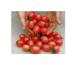 Tomate - Principe Borghese - BIO