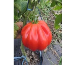 Tomate - Liguria - BIO