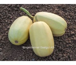 Courge spaghetti - BIODYNAMIQUE