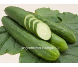Concombre - Tanja - BIODYNAMIQUE