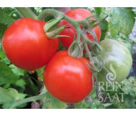 Tomate - Kremser Perle - BIO