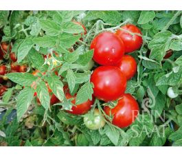Tomate - Jani - BIODYNAMIQUE