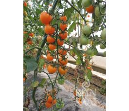 Tomate - Lillit - BIODYNAMIQUE - 50% de remise - germination réduite