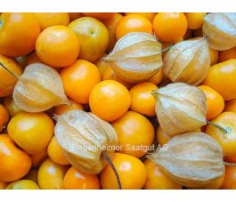 Coqueret du Pérou (Physalis peruviana) - Schönbrunner Gold - BIODYNAMIQUE