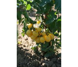 Tomate - Groseile Blanche - BIO - Remise de 50 % pour cause de germination réduite