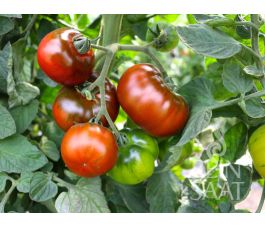 Tomate - Revilla - BIODYNAMIQUE