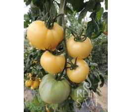 Tomate - White Sensation - BIODYNAMIQUE