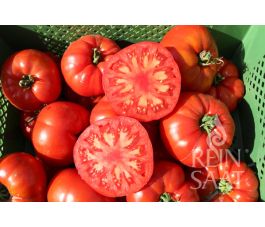 Tomate - Raf - BIODYNAMIQUE
