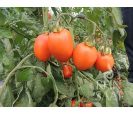 Tomate - Carmen - BIODYNAMIQUE