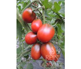 Tomate - Black Plum - BIODYNAMIQUE