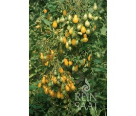 Tomate - Dattelwein - BIO