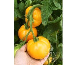 Tomate - Valencia - BIODYNAMIQUE