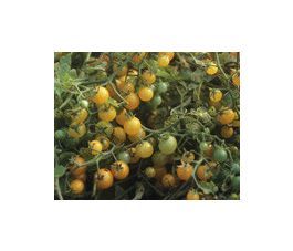 Tomate - Gelbe Johannisbeere - BIO
