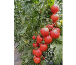 Tomate - Shimmeig Creg - BIODYNAMIQUE
