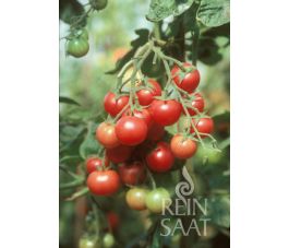 Tomate, Brandywine Sherry, Reinsaat