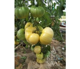 Tomate - White Beauty - BIODYNAMIQUE