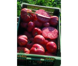 Tomate - Olena Ukranian - BIODYNAMIQUE