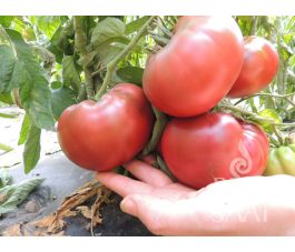 Tomate - Tschernij Prinz - BIODYNAMIQUE