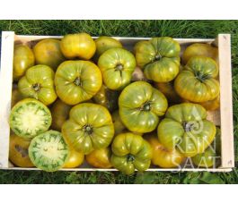 Tomate - Charlie Green - BIODYNAMIQUE
