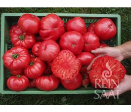 Tomate - Rosa - BIODYNAMIQUE 