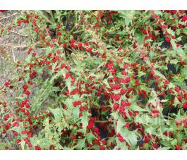 Épinard-fraise - BIO