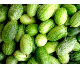 Melothria trilobata - Melothria (Concombre cocktail) - BIO