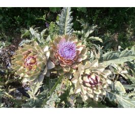 Artichaut - Green Globe - BIODYNAMIQUE
