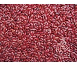 Haricot sec - Canadian Wonder - BIODYNAMIQUE