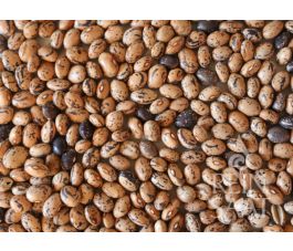 Haricot sec - Tomacevski - BIODYNAMIQUE