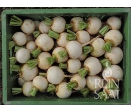 Navet - Snowball - BIODYNAMIQUE