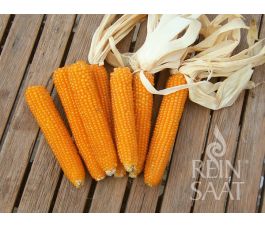 Maïs popcorn - Kremgolyo - BIO