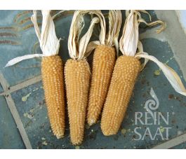 Maïs popcorn - White Selection - BIO