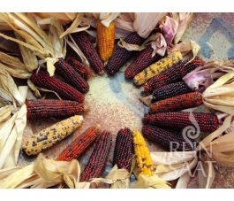 Maïs ornemental - Karibik - BIO - 50% de remise - germination réduite