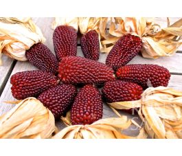 Maïs ornemental - Erdbeermais - BIO