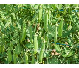 Pois ridés - Ambassador - BIO